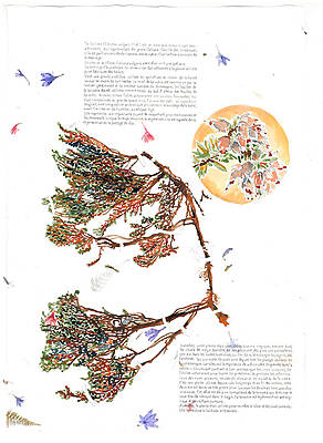 Margaux Fontaine, herbier