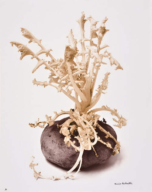 Denis Brihat - Photographies - Toulouse