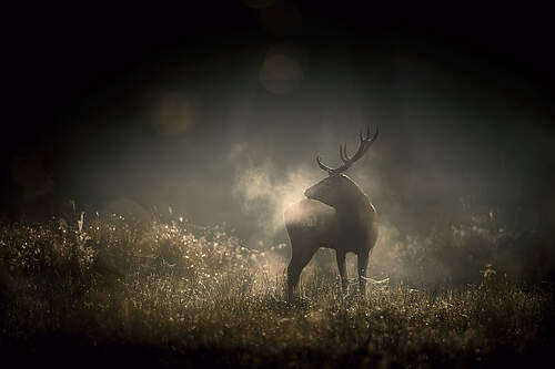 En forêt avec Vincent Munier