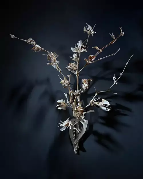 Corine Borgnet - The Last Dance - Cannes