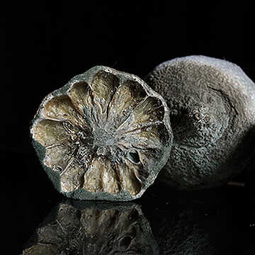 Hilary Hoyland & Suzanne Mothes - Still life, nature morte - Prayssac