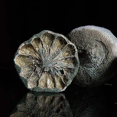 Hilary Hoyland & Suzanne Mothes - Still life, nature morte - Prayssac