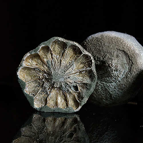 Hilary Hoyland & Suzanne Mothes - Still life, nature morte - Prayssac