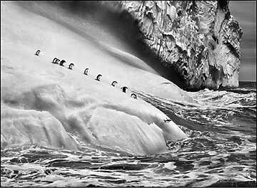 Sebastião Salgado - Genesis - La Seyne-sur-mer