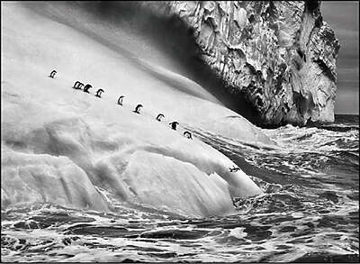 Sebastião Salgado - Genesis - La Seyne-sur-mer