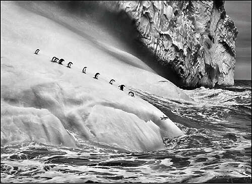 Sebastião Salgado - Genesis - La Seyne-sur-mer