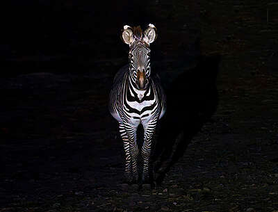 Bruno Vialaneix - Nuit Fauve - Carcassonne