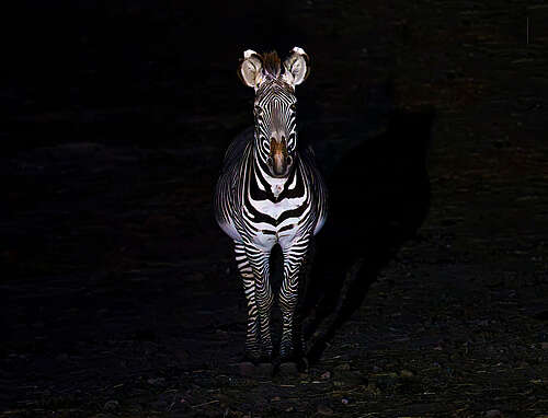 Bruno Vialaneix - Nuit Fauve - Carcassonne