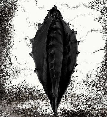 Didier Van Der Borght - Obscure nature - Perpignan