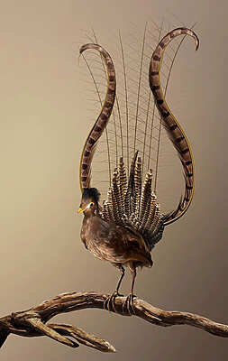 Vincent Fournnier - Brioude