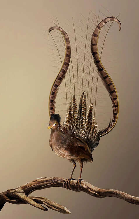 Vincent Fournnier - Brioude