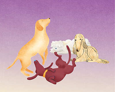 Quatre pattes - Toulouse