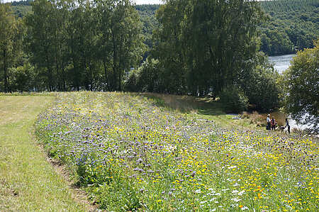 Boire l'eau du lac - Appel à résidence - Île de Vassivière