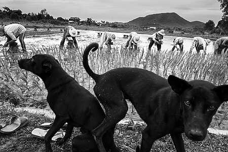 15ème Printemps photographique de Pomerol