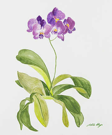 Adèle Hugo - Florales - Arles
