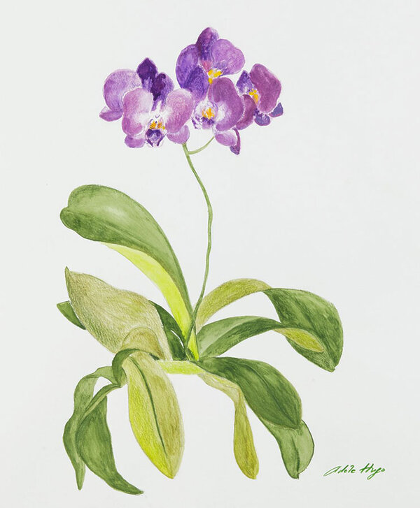 Adèle Hugo - Florales - Arles